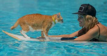 Meistens sind Katzen wasserscheu, aber können Katzen schwimmen? ( Foto: Adobe Stock - Oleg )