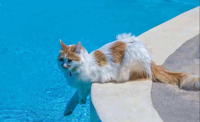 Auch wenn die Frage "Können Katzen schwimmen"? mit einem deutlichen Ja beantwortet werden muss, heißt das noch lange nicht, dass die Tiere das auch tun wollen.  ( Foto: Adobe Stock -   Eleni Mac Synodinos )