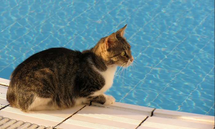 Die meisten Katzen sind nicht davon begeistert, wenn sie mit Wasser in Berührung kommen. ( Foto: Adobe Stock -  Olga Lipatova  )