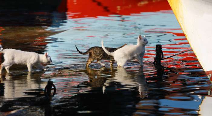  Wie fast alle Tiere können Katzen schwimmen. Sie können sich leicht für einige Zeit über Wasser halten. Finden die Stubentiger keinen Ausweg, weil der Ausstieg zu rutschig ist, ertrinken sie, sobald die Kräfte nachlassen. ( Foto: Adobe Stock - atillaalp )