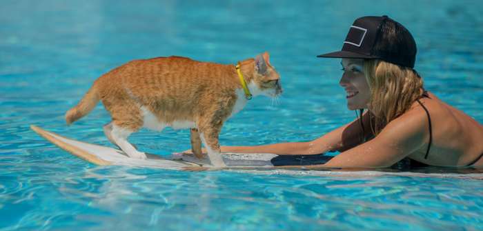 Meistens sind Katzen wasserscheu, aber können Katzen schwimmen? ( Foto: Adobe Stock - Oleg )