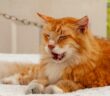 Polydaktylie Katze: Vorteil oder Qualzucht? ( Foto: Adobe Stock - vipros )