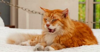 Polydaktylie Katze: Vorteil oder Qualzucht? ( Foto: Adobe Stock - vipros )