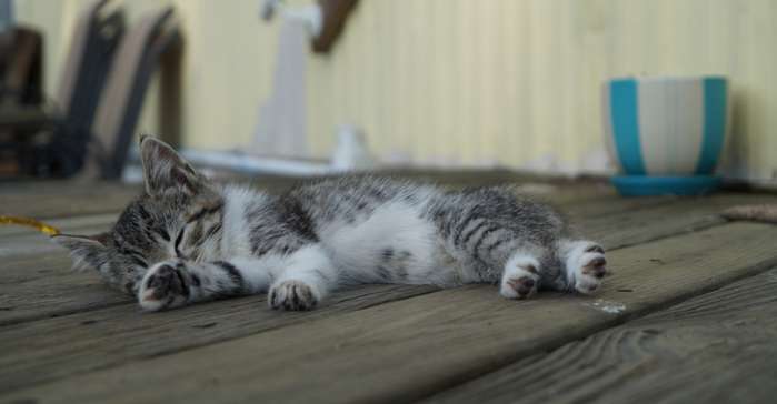 Normalerweise haben Katzen insgesamt 18 Zehen.  ( Foto: Adobe Stock -  crystalseye  )