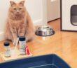 Diabetes Katze: eine häufige Stoffwechselerkrankung ( Foto: Adobe Stock - Yaya Photos )