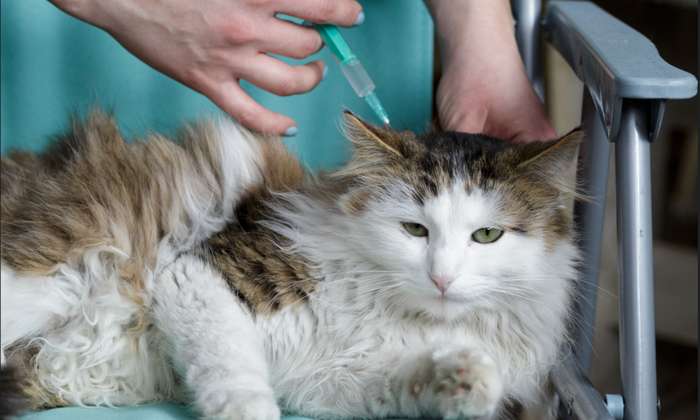 Werden der Katze über einen längeren Zeitraum von einem Tierarzt Glucocorticoide verabreicht, entsteht ein künstlicher Diabetes Katze. ( Foto: Adobe Stock -  claraveritas)