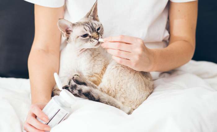 Eine homöopathische Behandlung der Katze sollte immer mit dem Tierarzt abgesprochen werden. ( Foto: Adobe Stock - Alvaro )