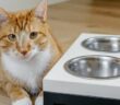 Futterstation Katze: gute Versorgung bei Abwesenheit des Halters ( Foto: Adobe Stock - ninelutsk )
