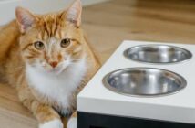 Futterstation Katze: gute Versorgung bei Abwesenheit des Halters ( Foto: Adobe Stock - ninelutsk )