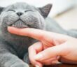 Ist die Katze grau hat sie eine enorme Ausstrahlung ( Foto: Adobe Stock - Photocreo Bednarek )