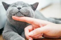 Ist die Katze grau hat sie eine enorme Ausstrahlung ( Foto: Adobe Stock - Photocreo Bednarek )