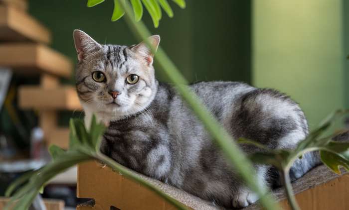 Die American Shorthair sieht ähnlich aus wie die Europäisch Kurzhaar, ist aber etwas zierlicher. ( Foto: Adobe Stock - SusaZoom )