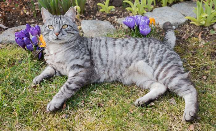 Die Europäisch Kurzhaar ähnelt einer Hauskatze. Die Katze grau ist pflegeleicht und besitzt einen liebenswürdigen und ausgeglichenen Charakter. ( Foto: Adobe Stock - SusaZoom_)