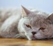 Schonkost Katze: Standardnahrung oder nur bei Krankheiten ( Foto: Adobe Stock - olalalala )