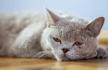 Schonkost Katze: Standardnahrung oder nur bei Krankheiten ( Foto: Adobe Stock - olalalala )