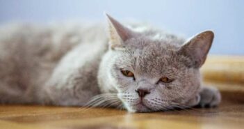 Schonkost Katze: Standardnahrung oder nur bei Krankheiten ( Foto: Adobe Stock - olalalala )