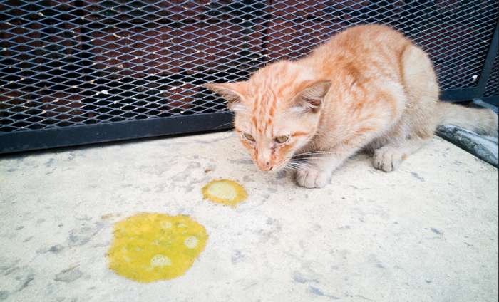 Hunde sollen bei Durchfall und Erbrechen vor der Verabreichung einen Tag hungern, damit der Darm die schädlichen Stoffe besser ausscheiden kann. Katzen sollten dagegen nicht hungern. ( Foto: Adobe Stock - ThamKC ) 