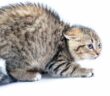 Die Katze und ihre Schwanzhaltung: Kommunikation mit dem Körper ( Foto: Adobe Stock - shymar27 )