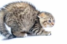 Die Katze und ihre Schwanzhaltung: Kommunikation mit dem Körper ( Foto: Adobe Stock - shymar27 )
