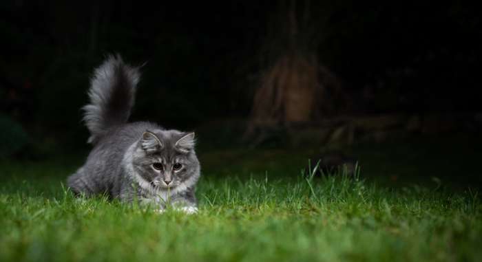 Mit der Katze Schwanzhaltung und Bewegungen der Schwanzspitze zeigt die Katze ihrer Umgebung, in welcher Stimmung sie gerade ist. ( Foto: Adobe Stock - FurryFritz )