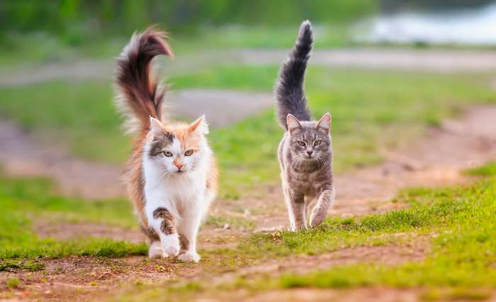 Mit der Katze Schwanzhaltung und Bewegungen der Schwanzspitze zeigt die Katze ihrer Umgebung, in welcher Stimmung sie gerade ist. ( Foto: Adobe Stock - nataba )