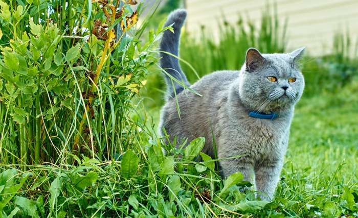 Katzen sind besonders sensibel. Jede Veränderung der Stimmung wird sofort von den Tieren wahrgenommen und löst eine entsprechende Reaktion aus. ( Foto: Adobe Stock - Georgy Dzyura )