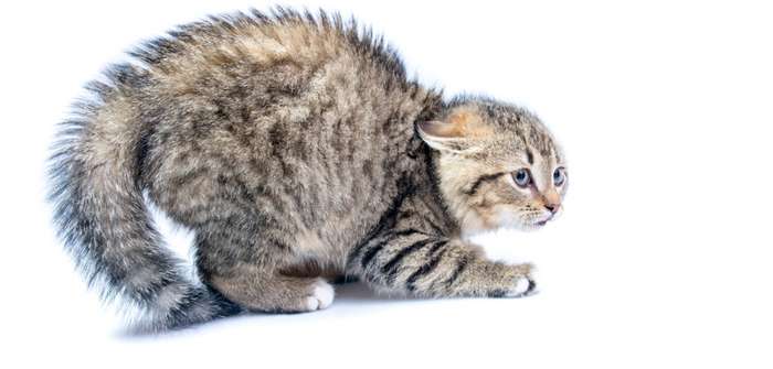 Die Katze und ihre Schwanzhaltung: Kommunikation mit dem Körper ( Foto: Adobe Stock - shymar27 )
