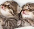 Katze oder Kater: Welcher Katzentyp bin ich? ( Foto: Adobe Stock - Andrey Kuzmin )