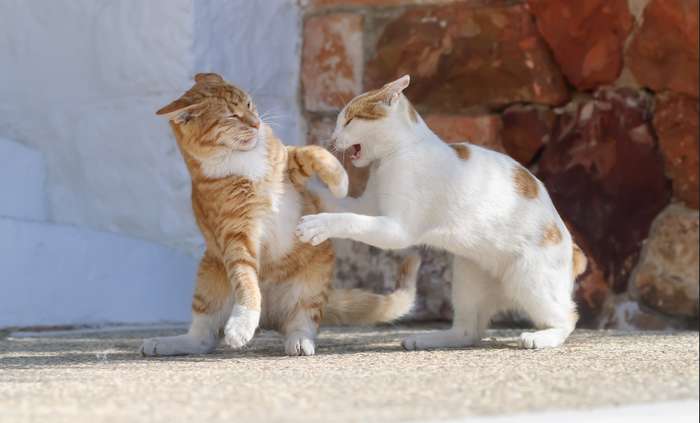 Wer unkastrierte Katzen und Kater zusammen hält, kann sich auf Krach und Nachwuchs vorbereiten. ( Foto: Adobe Stock - kathomenden )