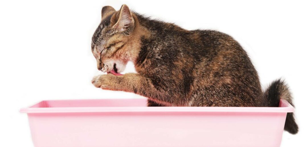 Wie oft pinkelt eine gesunde Katze? (Foto: Adobe Stock-absolutimages )