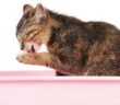 Wie oft pinkelt eine gesunde Katze? (Foto: Adobe Stock-absolutimages )