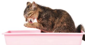 Wie oft pinkelt eine gesunde Katze? (Foto: Adobe Stock-absolutimages )