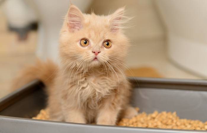 Belohnen Sie die Katze jedes Mal, wenn sie aufs Katzenklo geht. (Foto: Adobe Stock-ajlatan) 