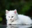 Baby Katzen weiß: Welche gesundheitlichen Probleme haben sie? (Foto: Adobe Stock-thanongsak)