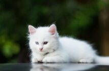 Baby Katzen weiß: Welche gesundheitlichen Probleme haben sie? (Foto: Adobe Stock-thanongsak)