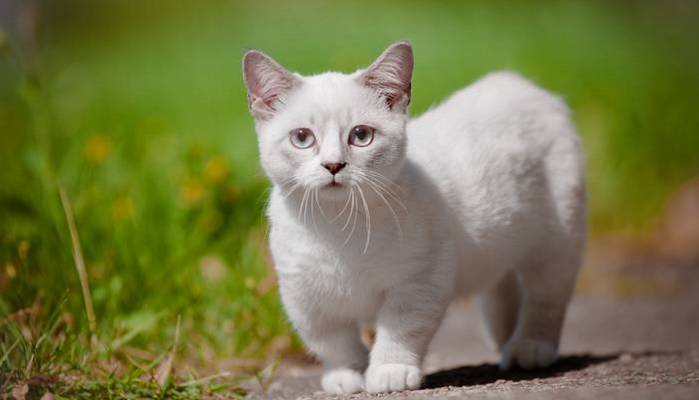 Es gibt keine allgemeinen gesundheitlichen Probleme, die speziell für weiße Katzen gelten. (Foto: Adobe Stock-otsphoto)