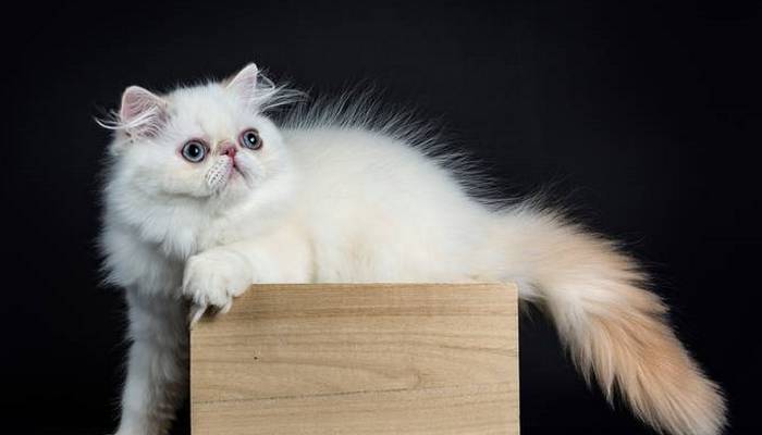 Es wird allgemein angenommen, dass weiße Katzen Glück bringen. (Foto: Adobe Stock-Nynke)