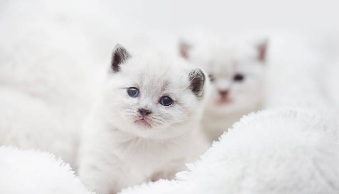 Es gibt keine allgemeinen gesundheitlichen Probleme, die speziell für weiße Katzen gelten. ( Foto: Adobe Stock-olenakucher)