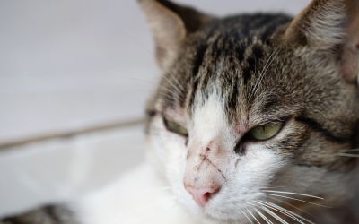 Verkürzte Lebenserwartung: FIV-Diagnose bei Katzen: Bedeutung für die tierärztliche Versorgung. (Foto: AdobeStock - PixieMe 524125329)