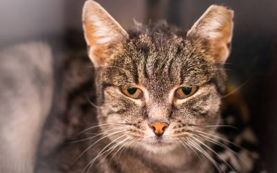 FIV-Infektion bei Katzen: Wie beeinflusst sie die Lebensqualität und -erwartung? (Foto: AdobeStock - Todorean Gabriel 317285672)