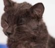 FIV-positiv-Katzen: die Lebenserwartung bei Infektion mit dem Feline Immunschwächevirus (Foto: AdobeStock - Todorean Gabriel 326388033)