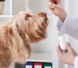 Verfassungswidrig: Tierarztvorbehalt für Homöopathie an (Foto: AdobeStock - Photographee.eu 62654182)