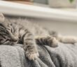 Gurkenbandwurm Katze: Symptome erkennen und behandeln ( Foto: Adobe Stock-tashka2000) _