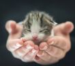 Neue Lektüre für Katzenliebhaber: "Gut, dass ich da bin - Kater O'Malleys (Foto: AdobeStock -  FotoSabine 201497267)