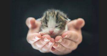 Neue Lektüre für Katzenliebhaber: "Gut, dass ich da bin - Kater O'Malleys (Foto: AdobeStock -  FotoSabine 201497267)