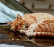 Tierschutzbund fordert landesweite Katzenschutzverordnung in (Foto: AdobeStock - a_kulikovskaya 464029095)