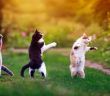 Besondere Katzen suchen liebevolles Zuhause - Xenia, Malea und (Foto: AdobeStock 410594004 nataba)