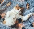 Die subtile Kommunikation von Katzen verstehen lernen - Verhalten, Körpersprache und (Foto: AdobeStock 171800780 Alena Ozerova)
