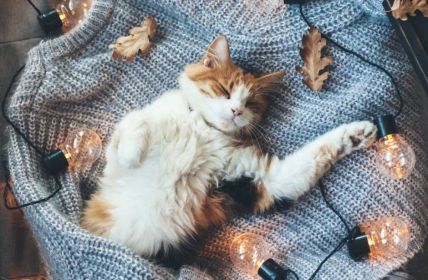 Die subtile Kommunikation von Katzen verstehen lernen - Verhalten, Körpersprache und (Foto: AdobeStock 171800780 Alena Ozerova)
