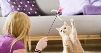Beschäftigung für Katzen: Spielzeuge mit Leckerli und (Foto: AdobeStock - DoraZett 212139238)